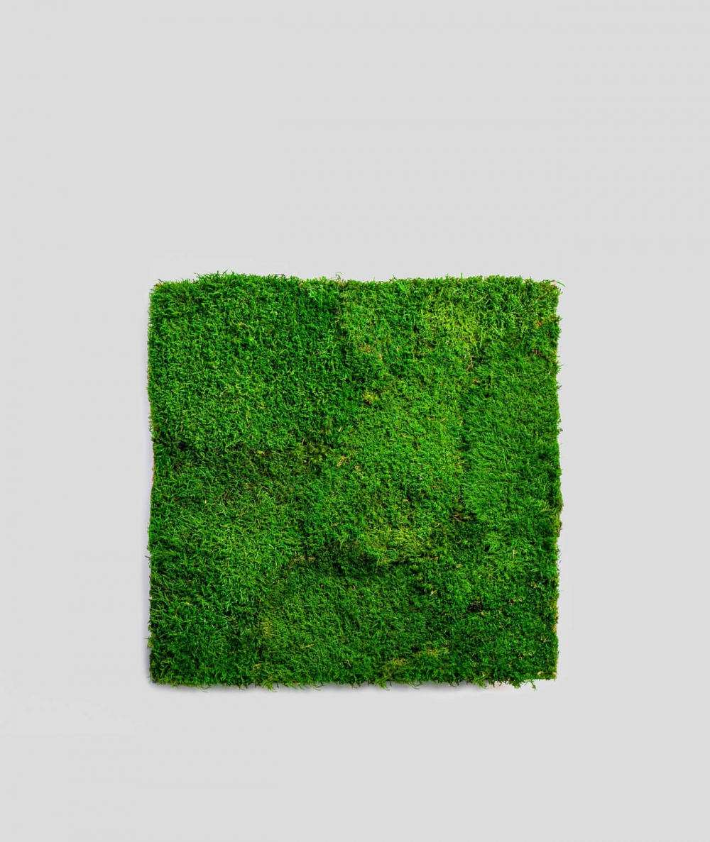 Mech leśny płaski (leśna zieleń L01)